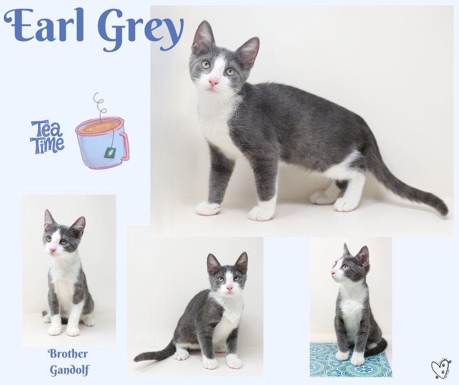 Earl Grey thumbnail 6
