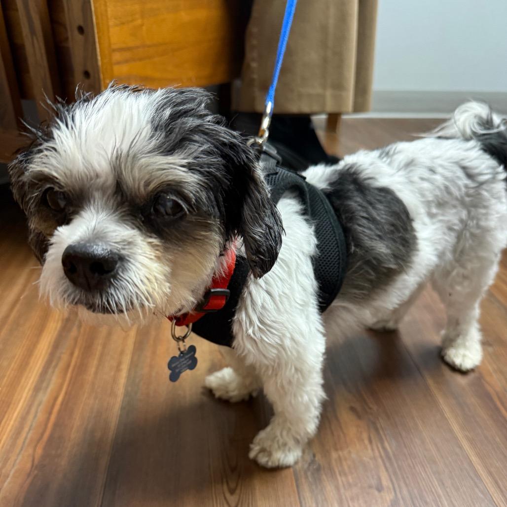 Enlarge Moe bonded with Joe, a Adoptable Shih Tzu in Corvallis, OR image 1/6