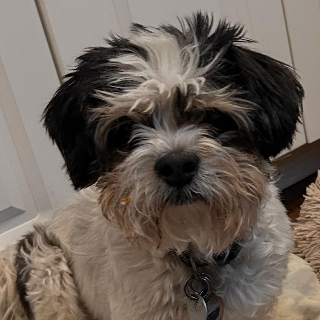 Enlarge Moe bonded with Joe, a Adoptable Shih Tzu in Corvallis, OR image 2/6