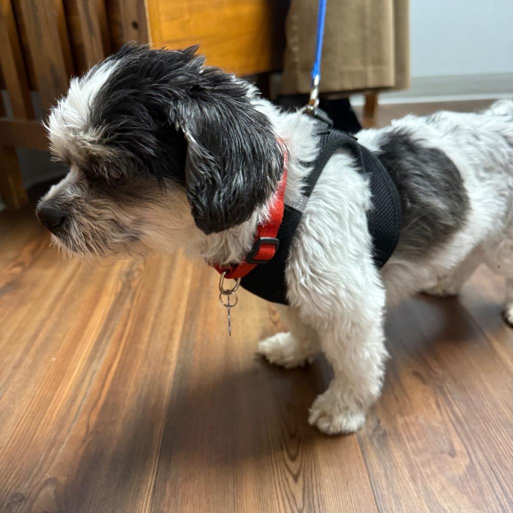Enlarge Moe bonded with Joe, a Adoptable Shih Tzu in Corvallis, OR image 3/6