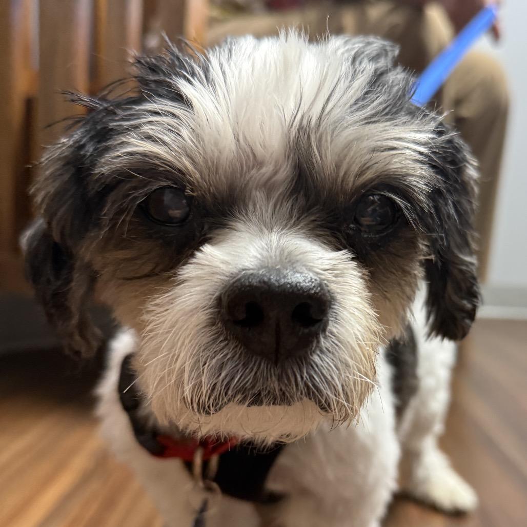 Enlarge Moe bonded with Joe, a Adoptable Shih Tzu in Corvallis, OR image 4/6