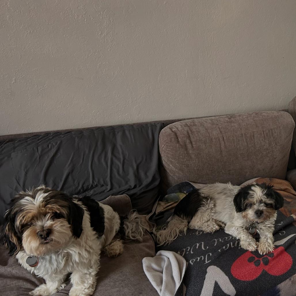 Enlarge Moe bonded with Joe, a Adoptable Shih Tzu in Corvallis, OR image 5/6