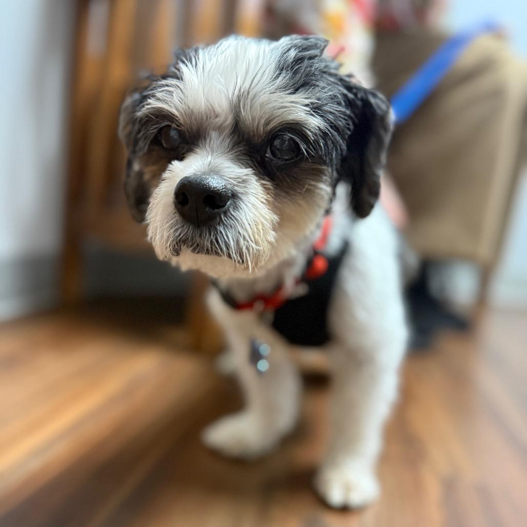 Enlarge Moe bonded with Joe, a Adoptable Shih Tzu in Corvallis, OR image 6/6
