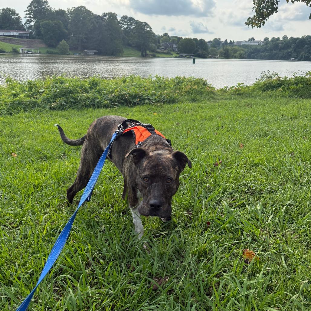 Raven, Adoptable, Adult Female Mixed Breed.