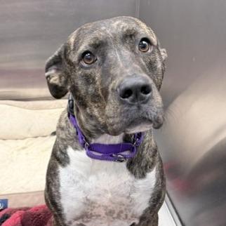 Enlarge Raven, a Adoptable Mixed Breed in Knoxville, TN image 4/4