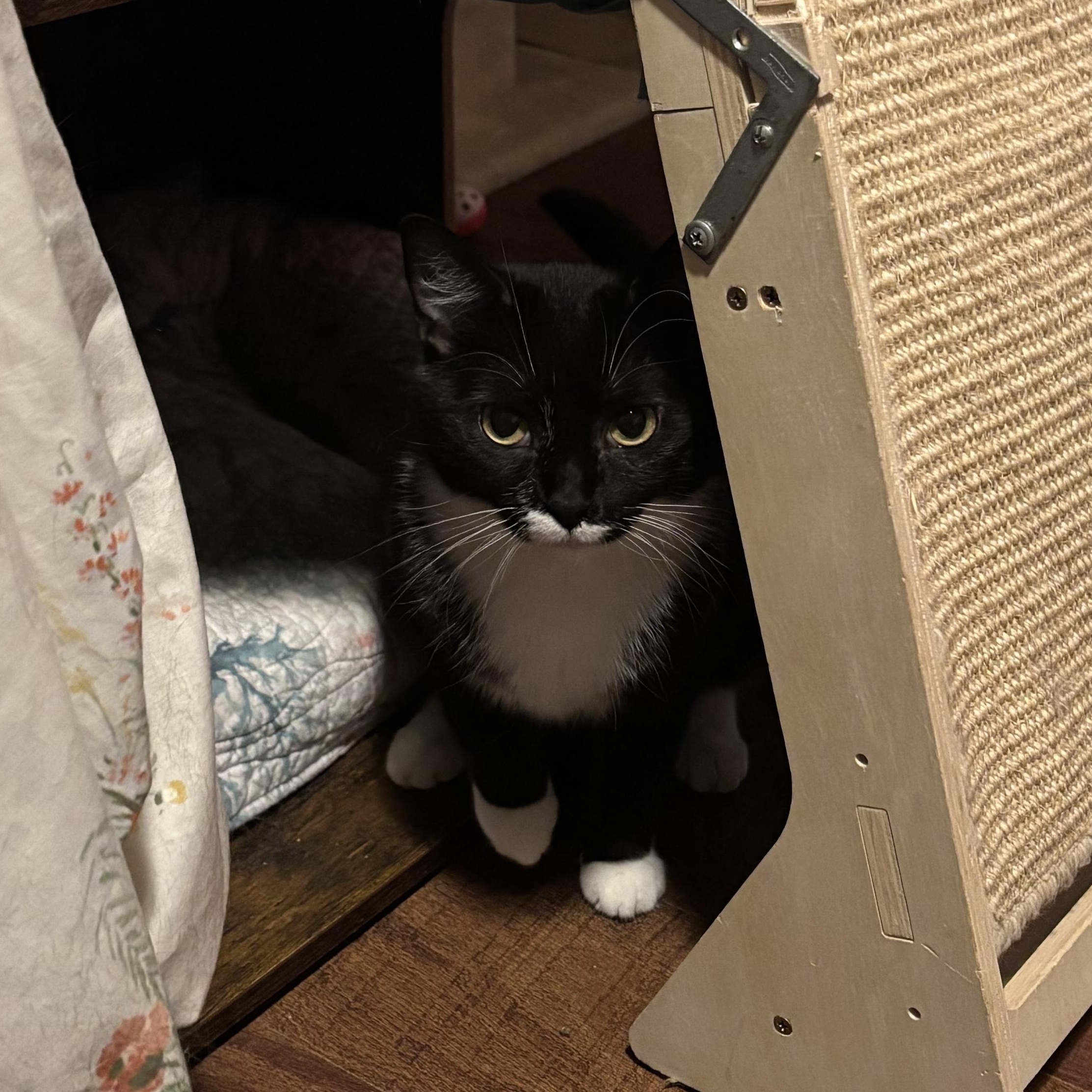 Tonya, Adoptable, Adult Female Domestic Short Hair.