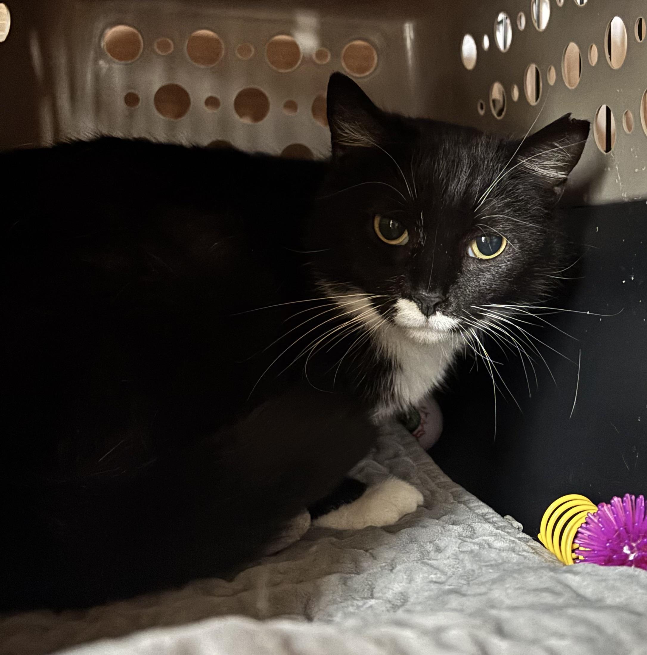 Enlarge Tonya, a Adoptable Domestic Short Hair in Pittsburgh, PA image 4/4