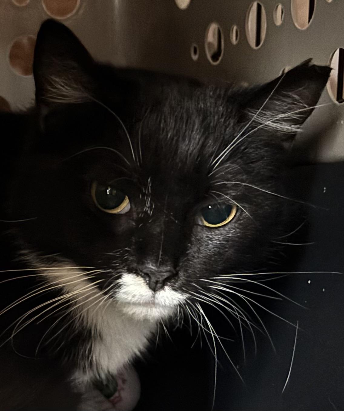 Enlarge Tonya, a Adoptable Domestic Short Hair in Pittsburgh, PA image 3/4