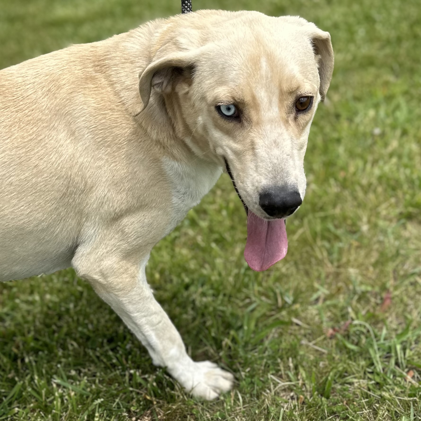 Leo, a Adoptable Labrador Retriever in Trenton, MO image 2/4