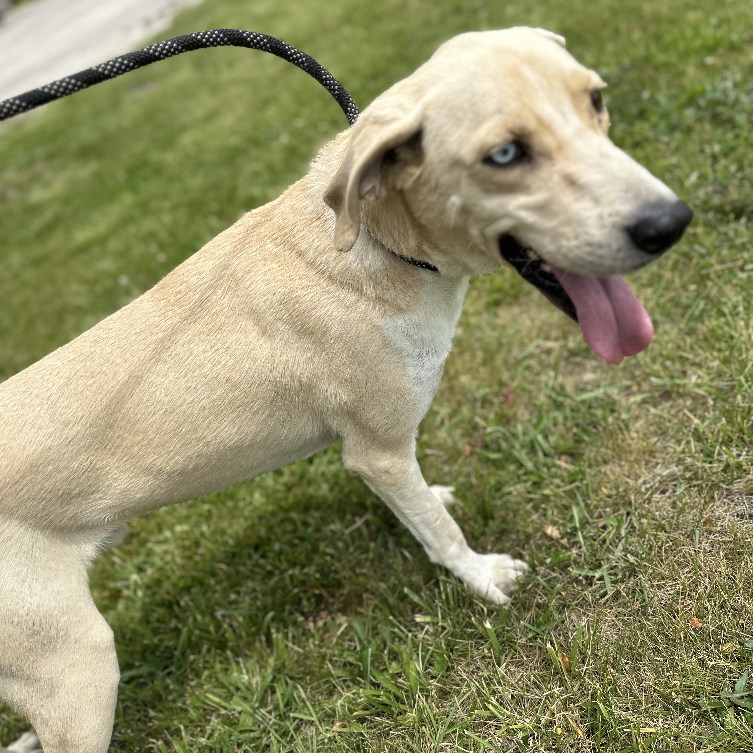 Leo, a Adoptable Labrador Retriever in Trenton, MO image 3/4