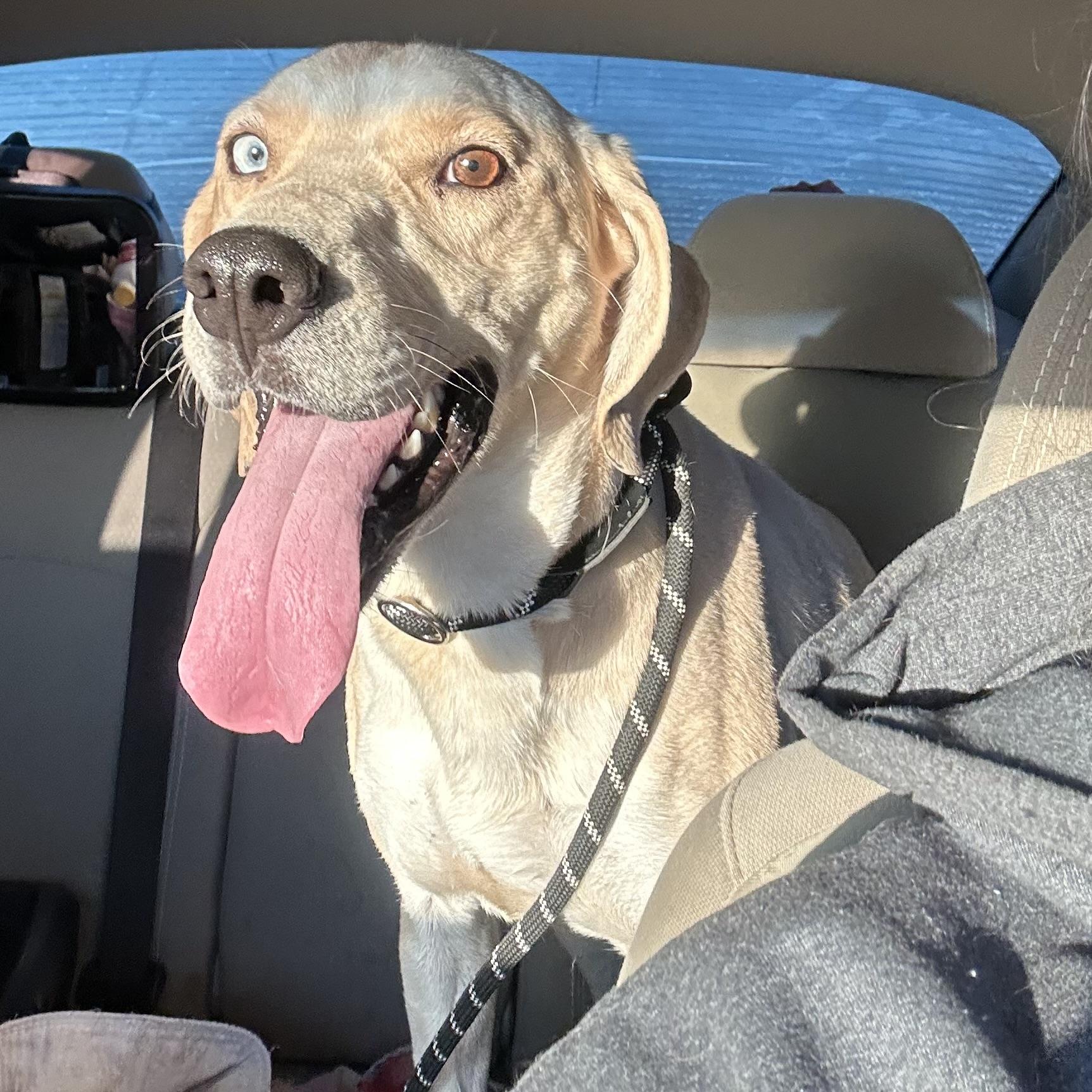 Leo, Adoptable, Adult Male Labrador Retriever.