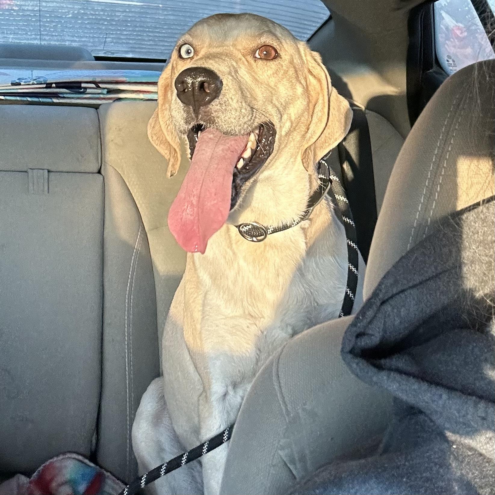 Leo, an adoptable Labrador Retriever in Trenton, MO, 64683 | Photo Image 4