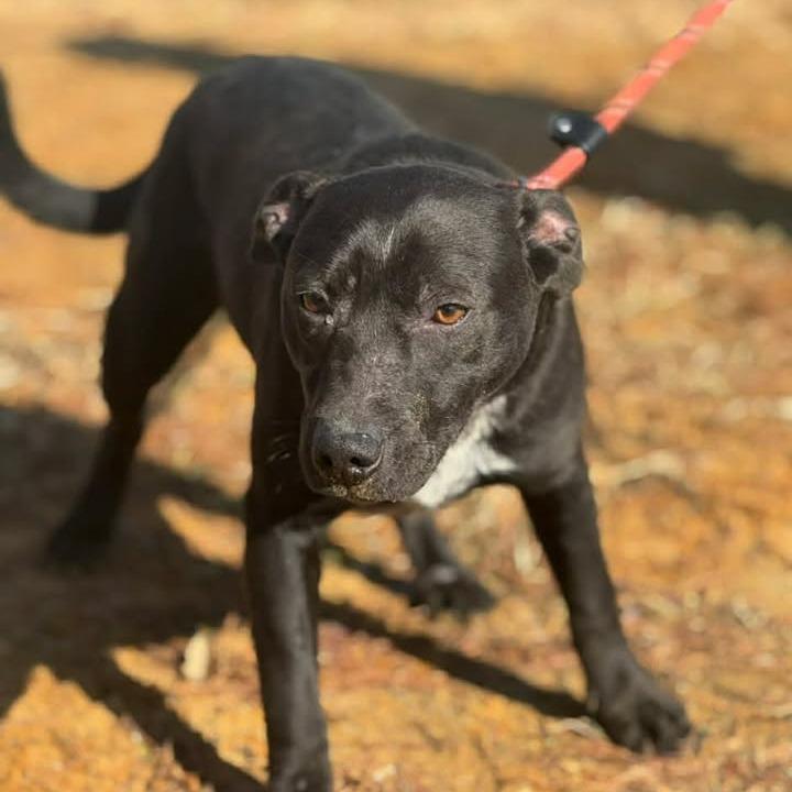 Mac 052803, Adoptable, Young Male Black Labrador Retriever & Australian Cattle Dog / Blue Heeler.