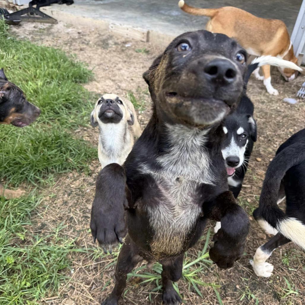 Mac 052803, Adoptable, Young Male Black Labrador Retriever & Australian Cattle Dog / Blue Heeler.
