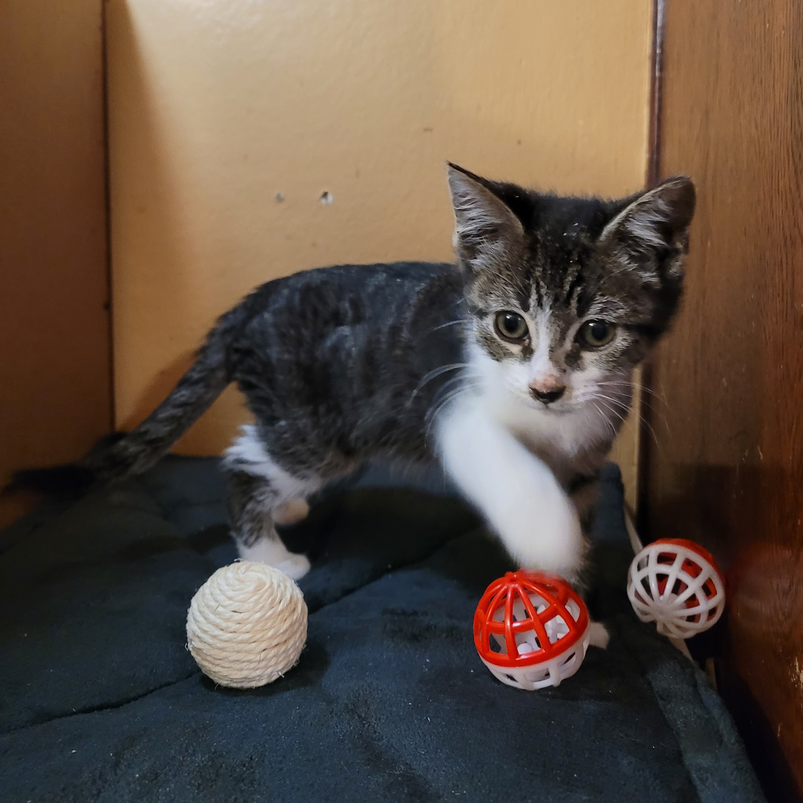 Enlarge Esme, a Adopted Domestic Short Hair in RIVERSIDE, CA image 1/3