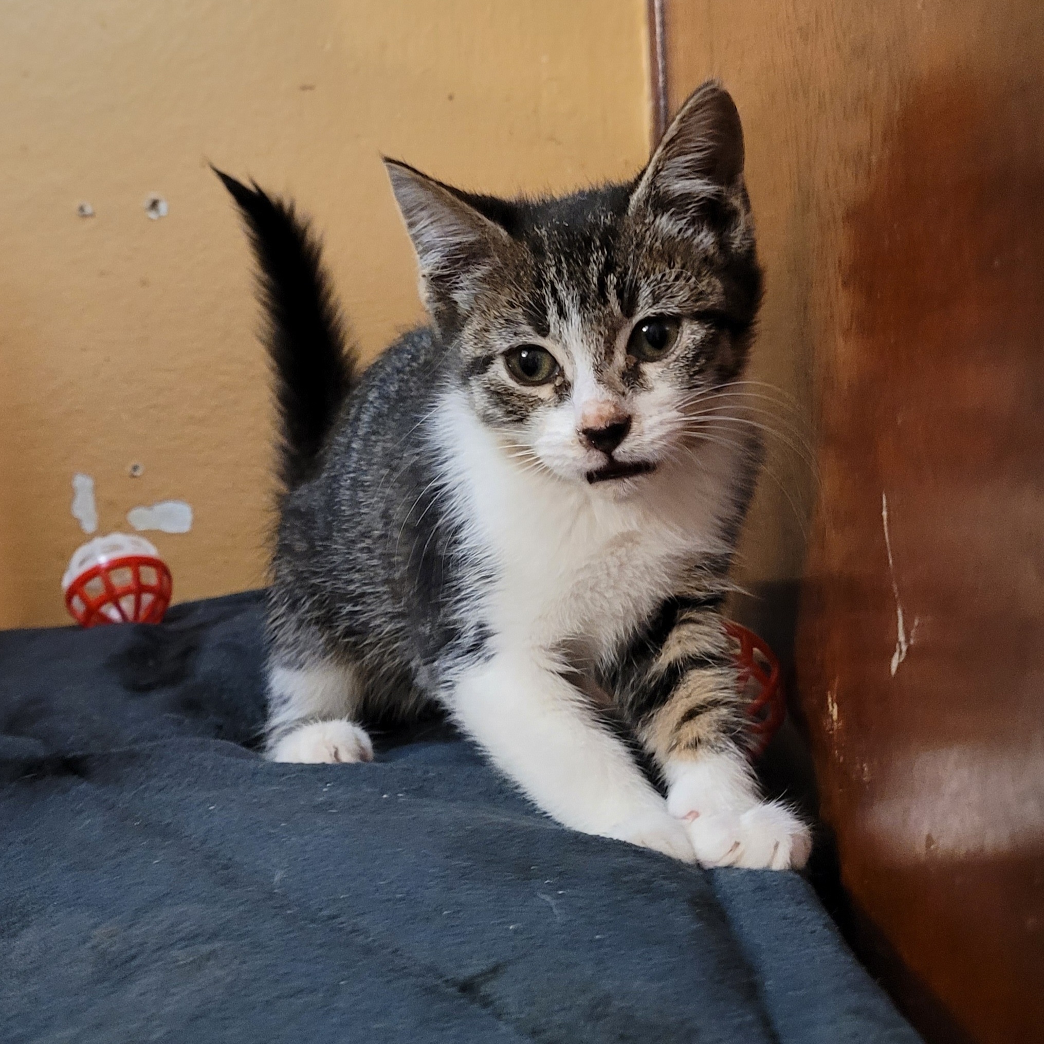 Enlarge Esme, a Adopted Domestic Short Hair in RIVERSIDE, CA image 2/3