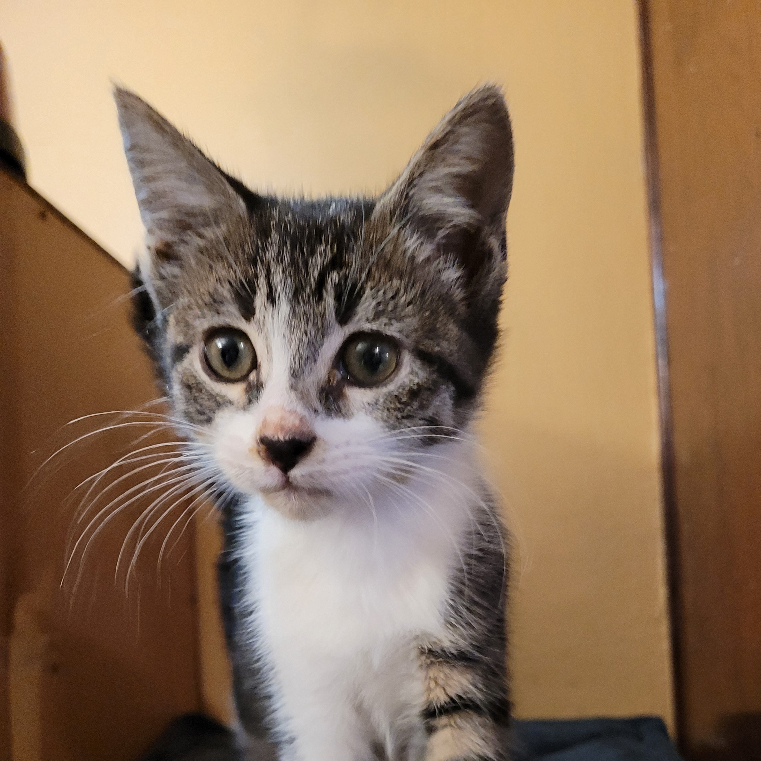 Enlarge Esme, a Adopted Domestic Short Hair in RIVERSIDE, CA image 3/3