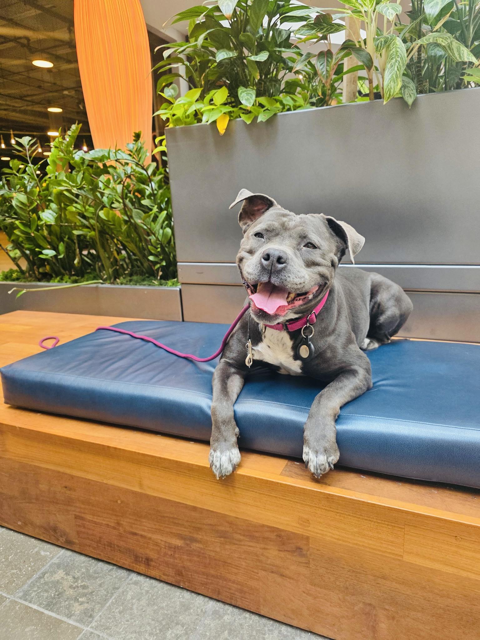 Enlarge Boujee, a Adopted Staffordshire Bull Terrier in San Diego, CA image 6/6