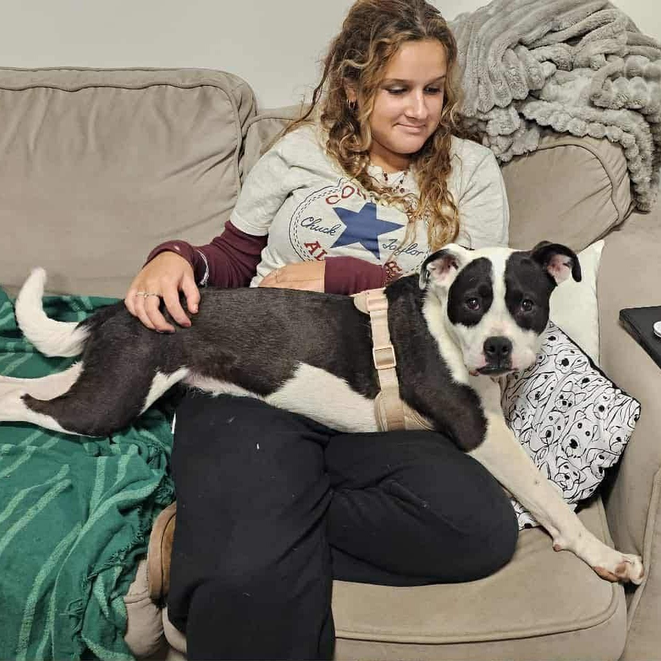 Windixie, a ADOPTABLE Mixed Breed in Kenosha, WI image 6/6