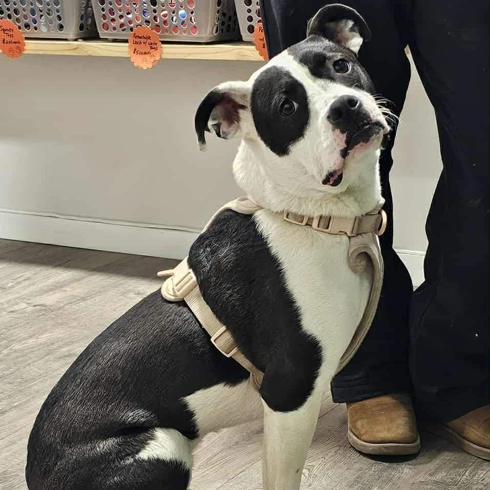 Windixie, a ADOPTABLE Mixed Breed in Kenosha, WI image 5/6