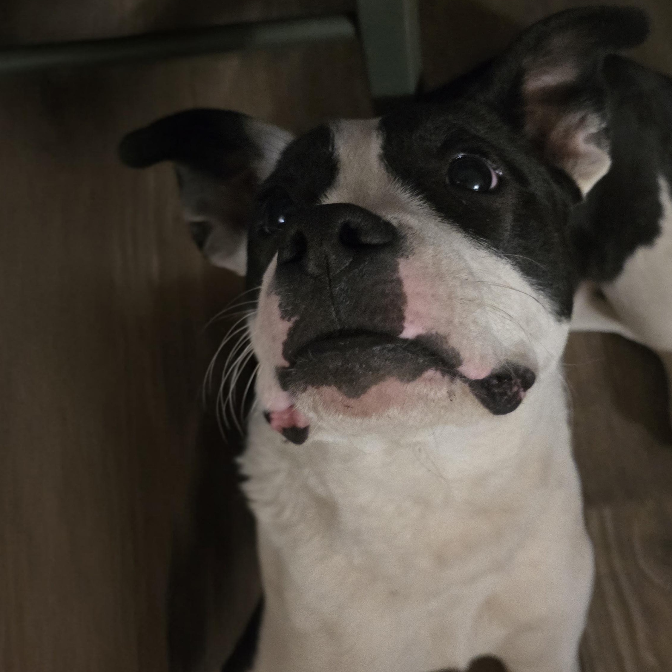 Enlarge Windixie, a ADOPTABLE Mixed Breed in Kenosha, WI image 2/6