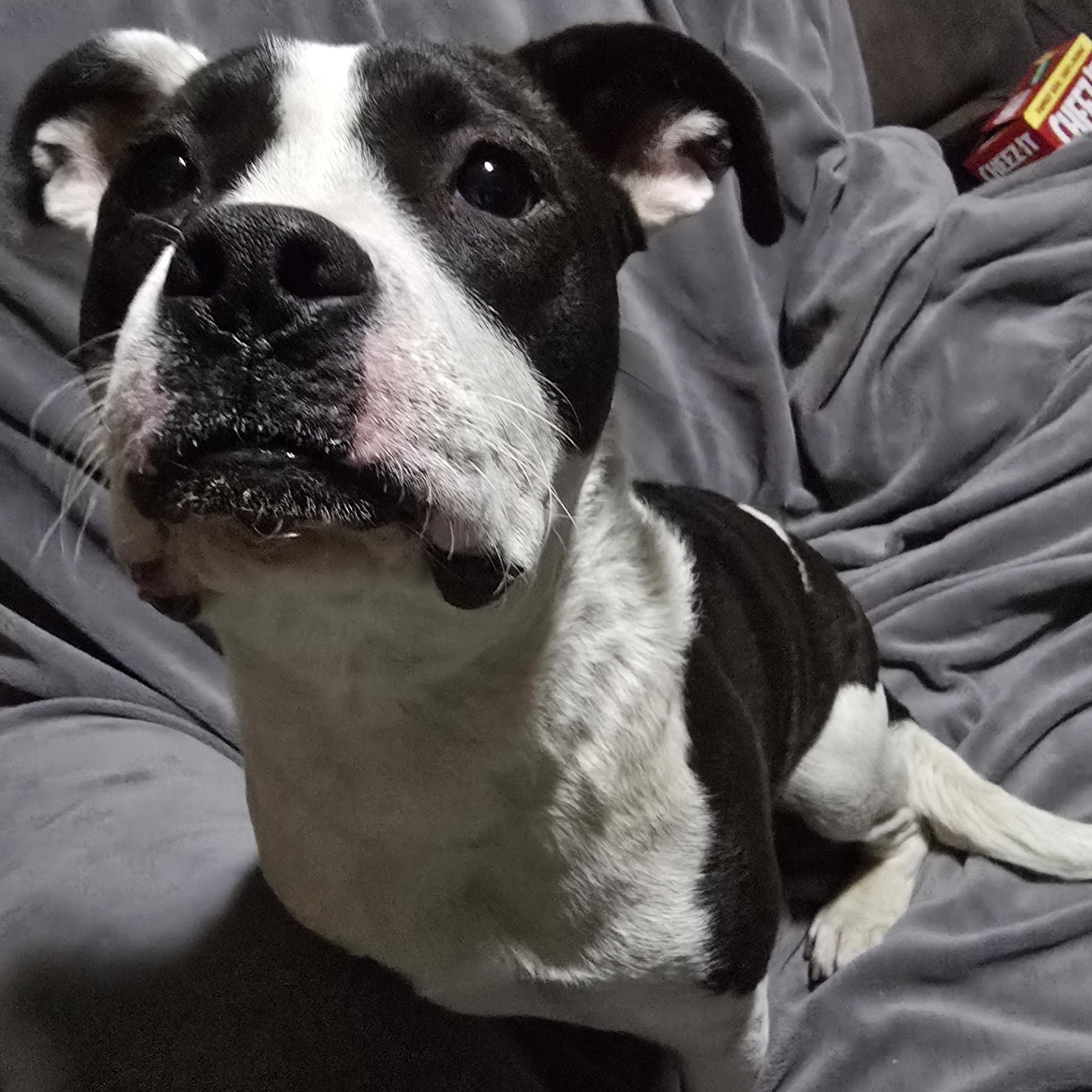 Windixie, a ADOPTABLE Mixed Breed in Kenosha, WI image 4/6