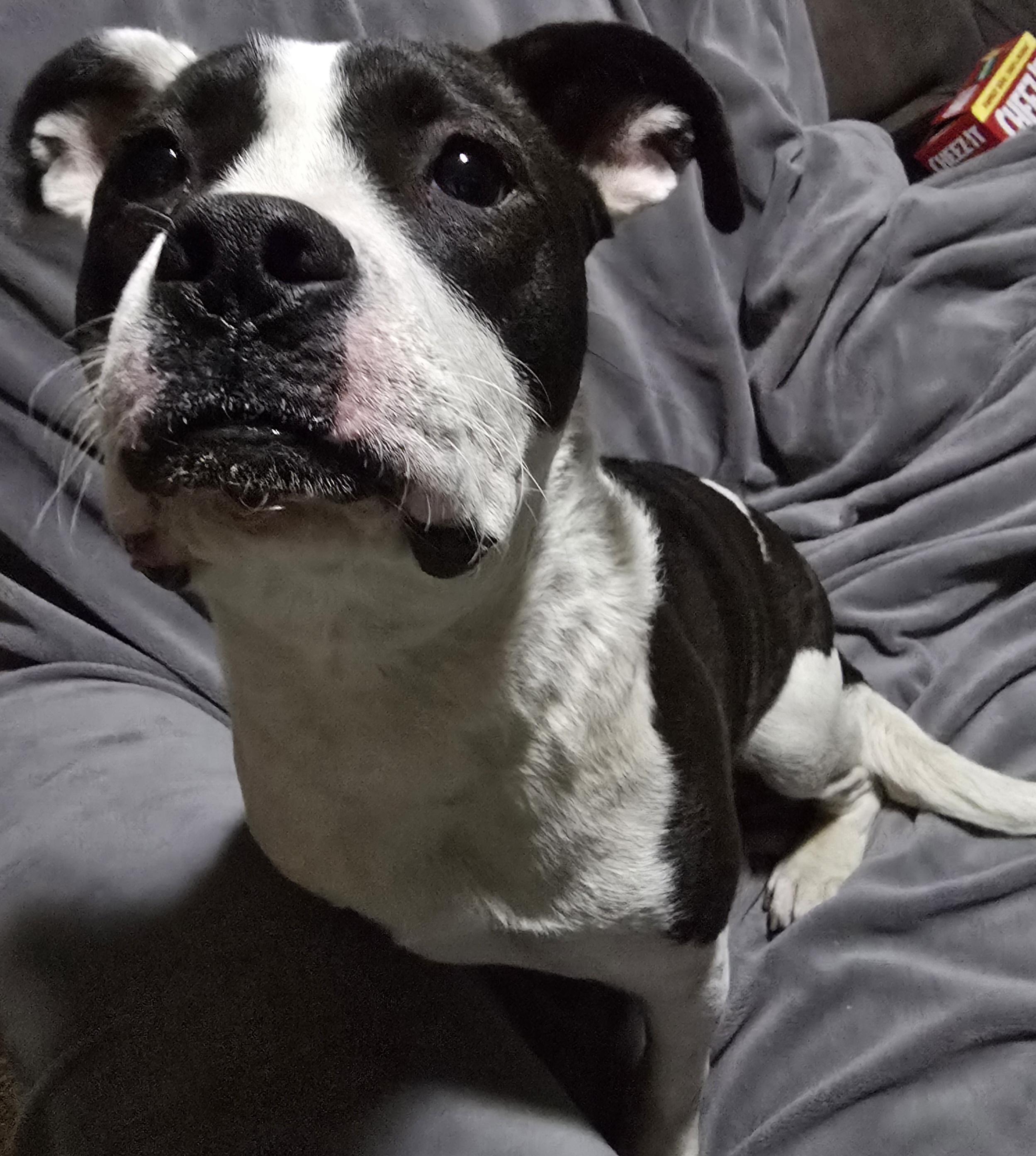 Enlarge Windixie, a ADOPTABLE Mixed Breed in Kenosha, WI image 5/6