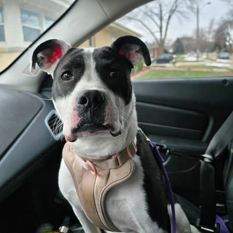 Enlarge Windixie, a ADOPTABLE Mixed Breed in Kenosha, WI image 1/6