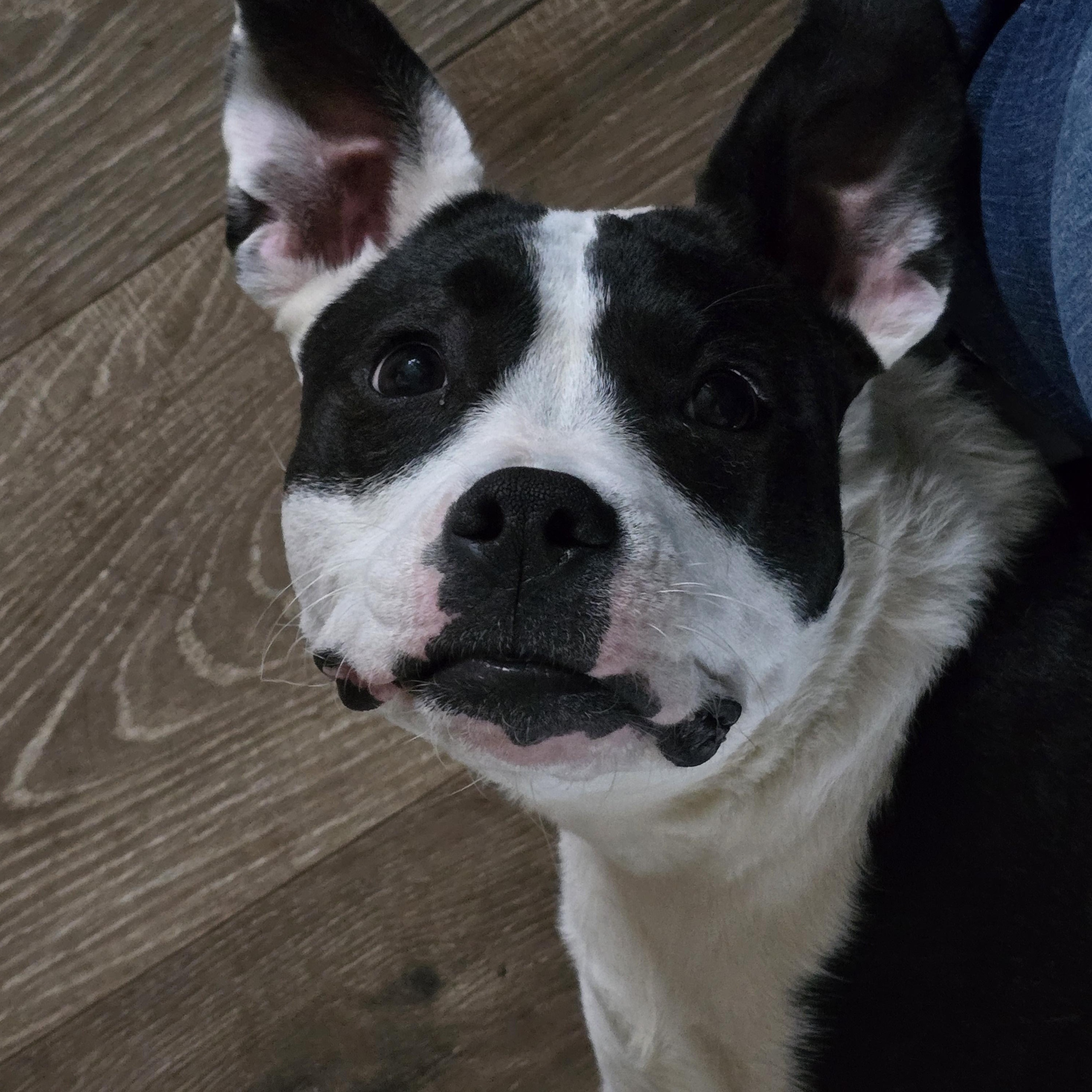 Enlarge Windixie, a ADOPTABLE Mixed Breed in Kenosha, WI image 6/6