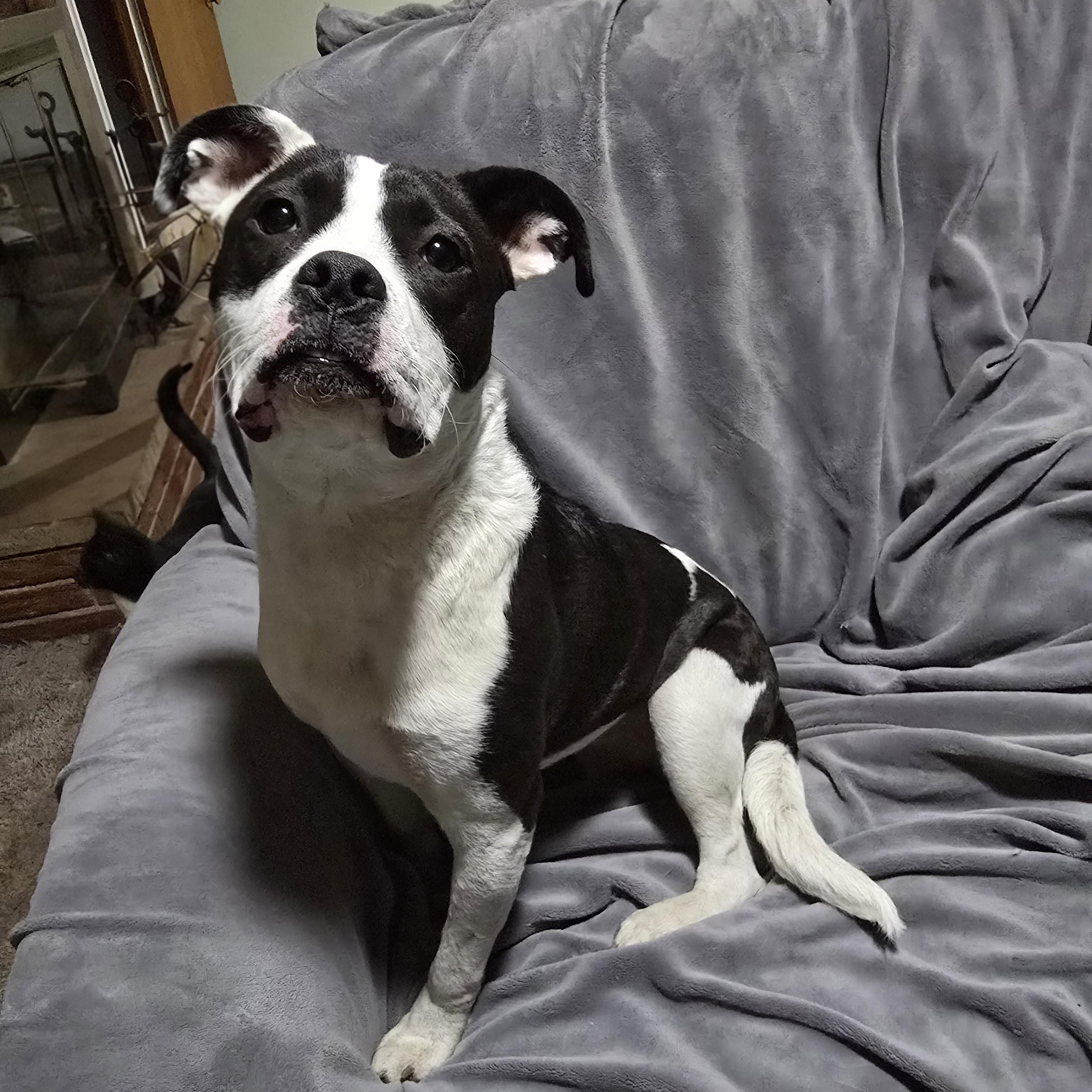 Enlarge Windixie, a ADOPTABLE Mixed Breed in Kenosha, WI image 4/6