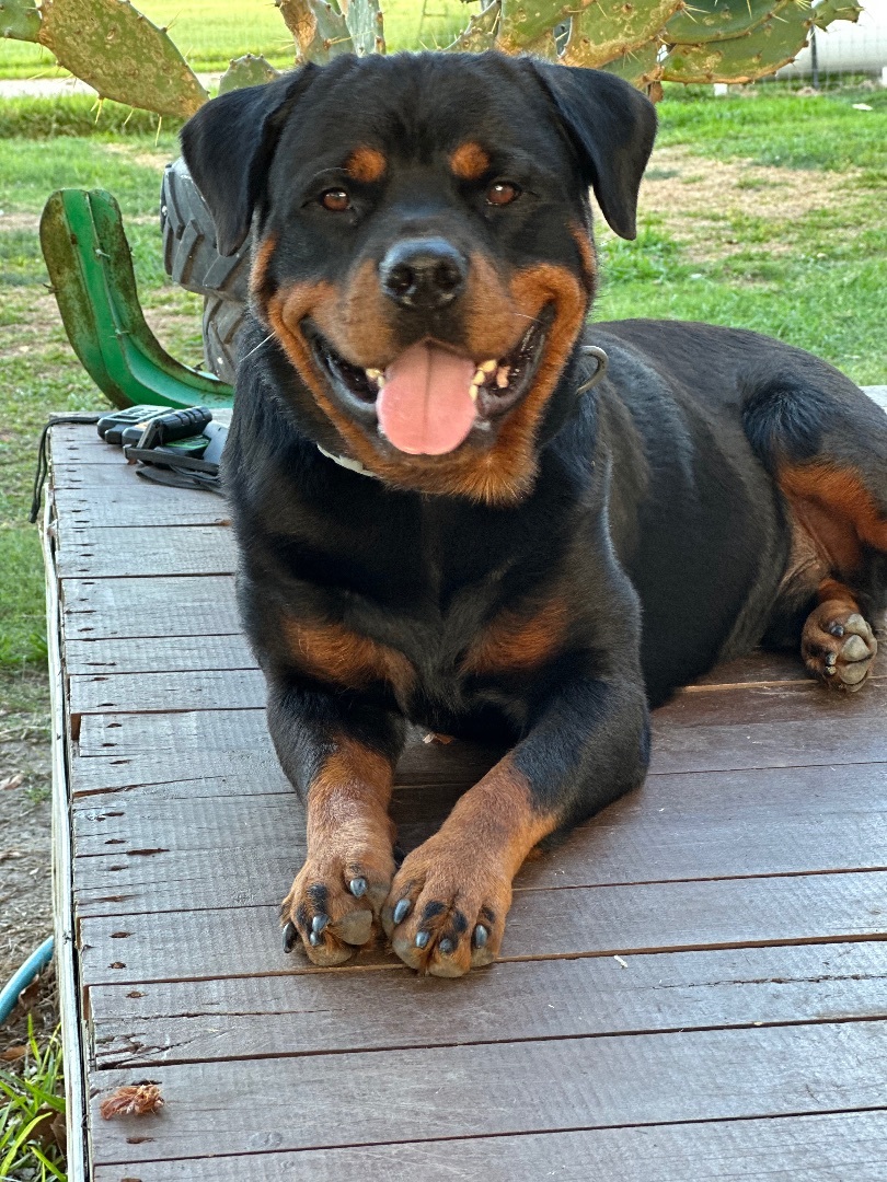 Dozer, Adopted, Young Male Rottweiler.