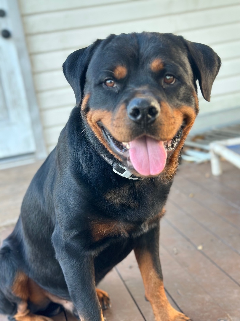Enlarge Dozer, a Adopted Rottweiler in Dickinson, TX image 2/6