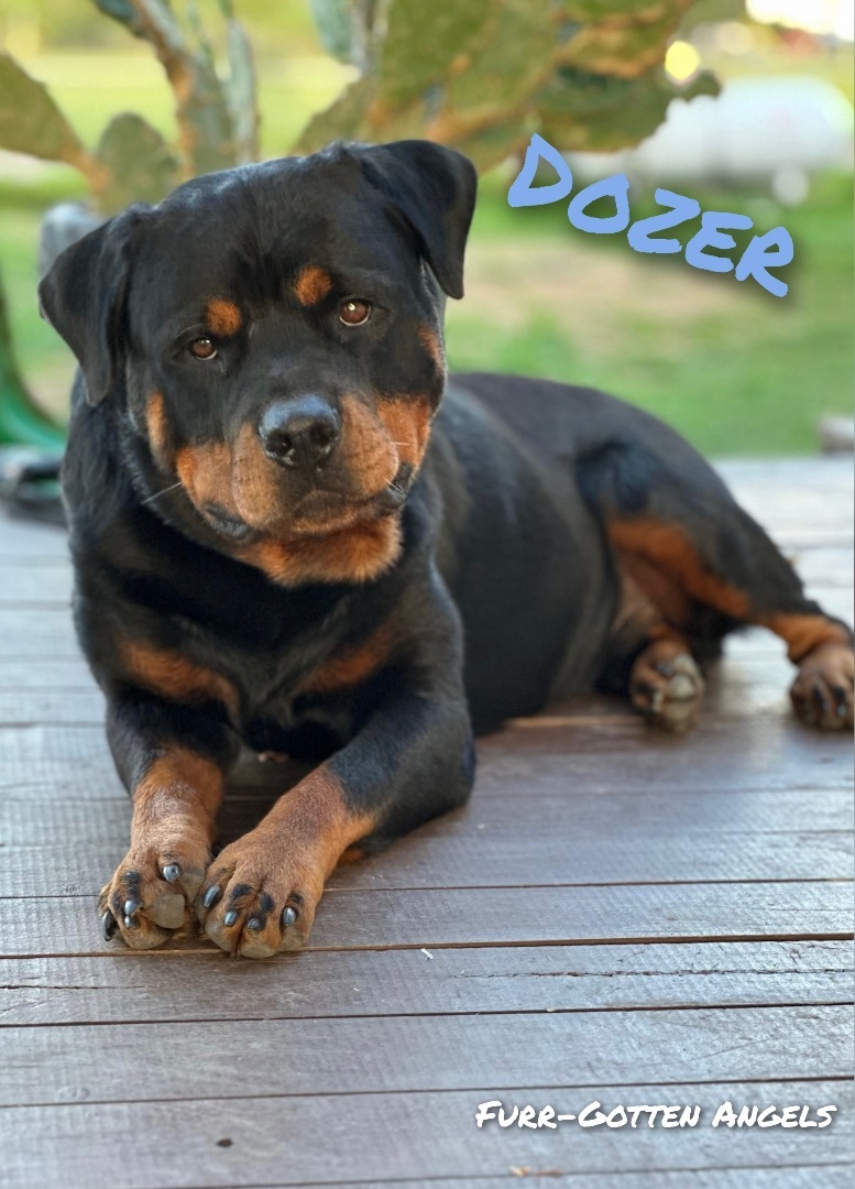 Enlarge Dozer, a Adopted Rottweiler in Dickinson, TX image 3/6