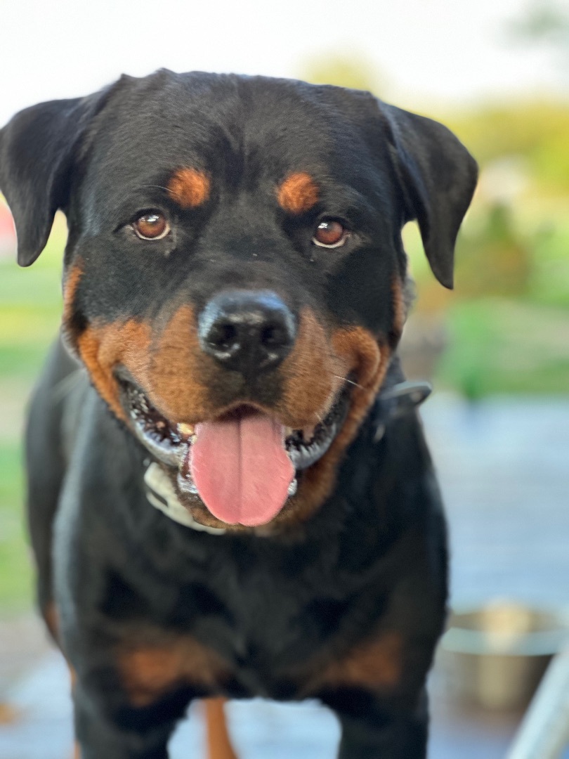 Enlarge Dozer, a Adopted Rottweiler in Dickinson, TX image 4/6