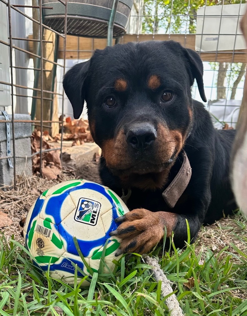 Enlarge Dozer, a Adopted Rottweiler in Dickinson, TX image 5/6