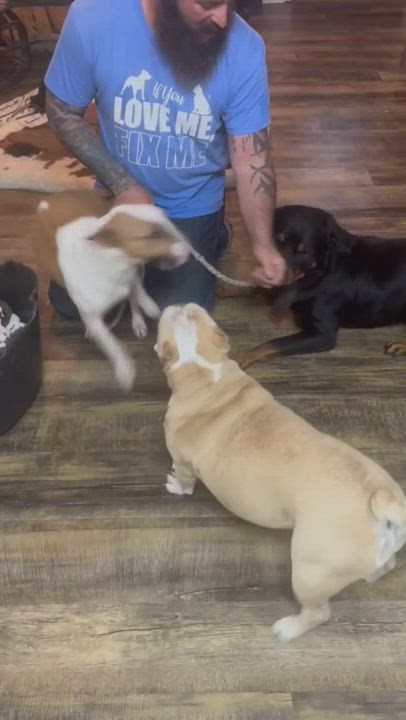 Enlarge Dozer, a Adopted Rottweiler in Dickinson, TX video 6/6