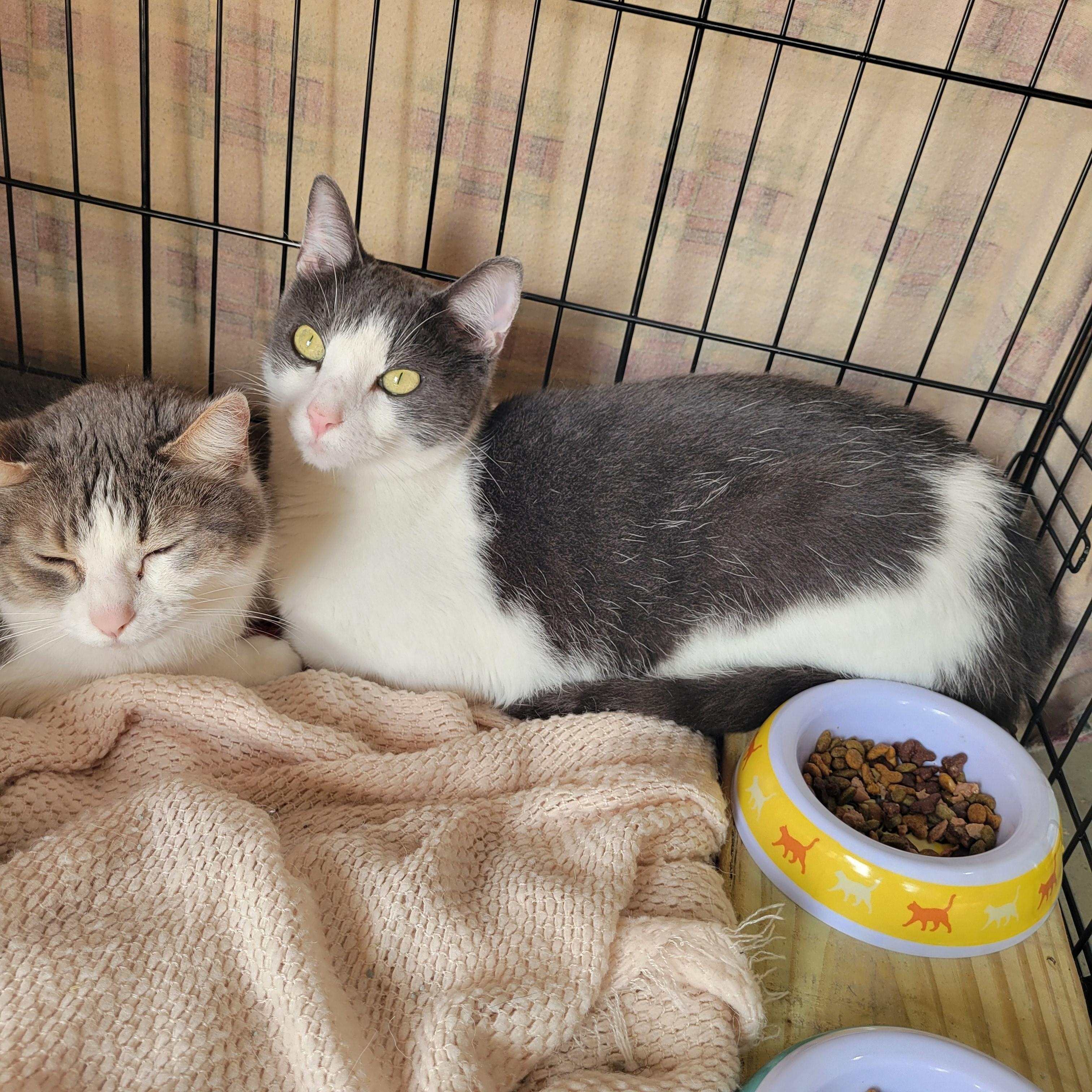Enlarge Highway and Honda, a Adoptable Domestic Short Hair in Nashville, TN image 2/2