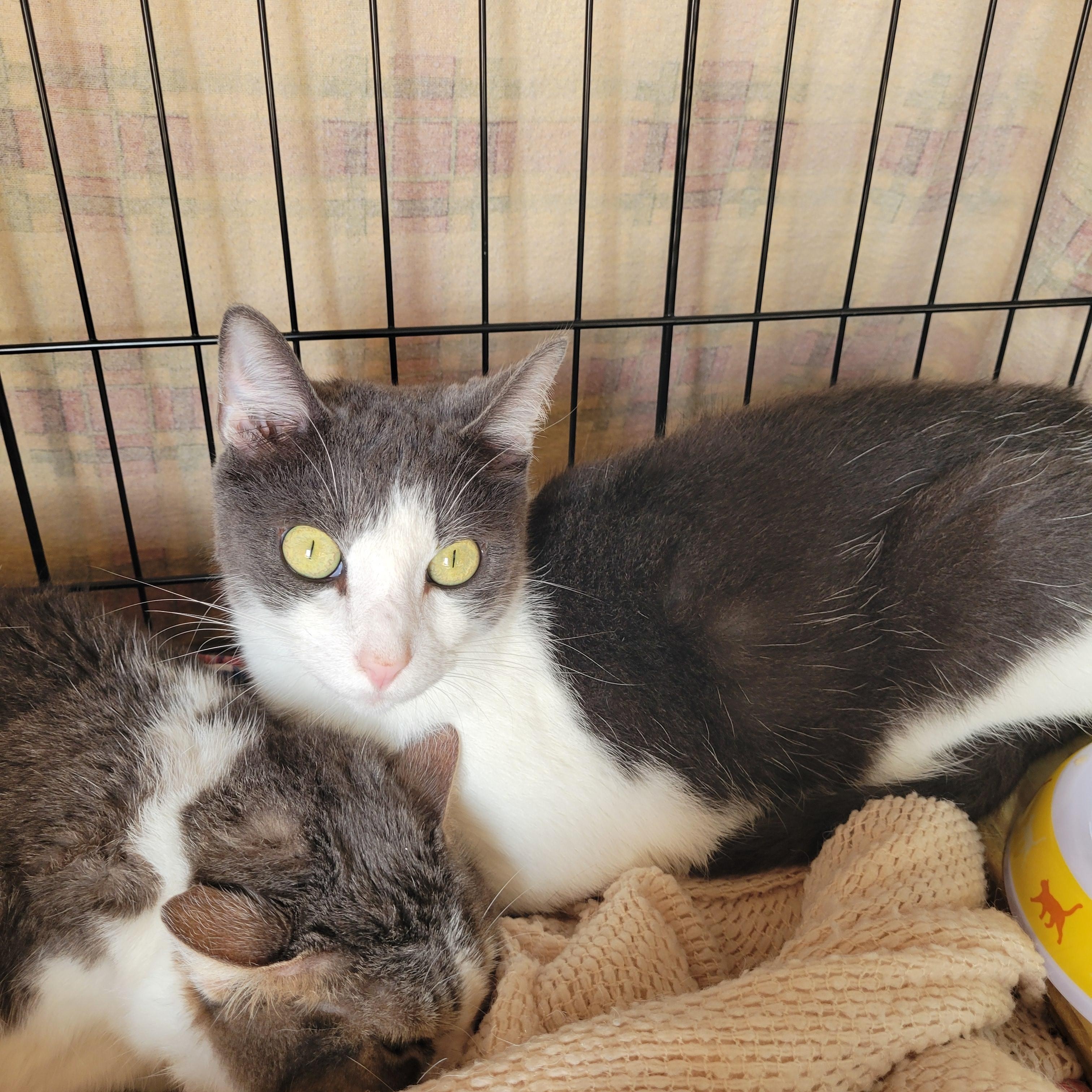 Highway and Honda, Adoptable, Adult Female Domestic Short Hair.