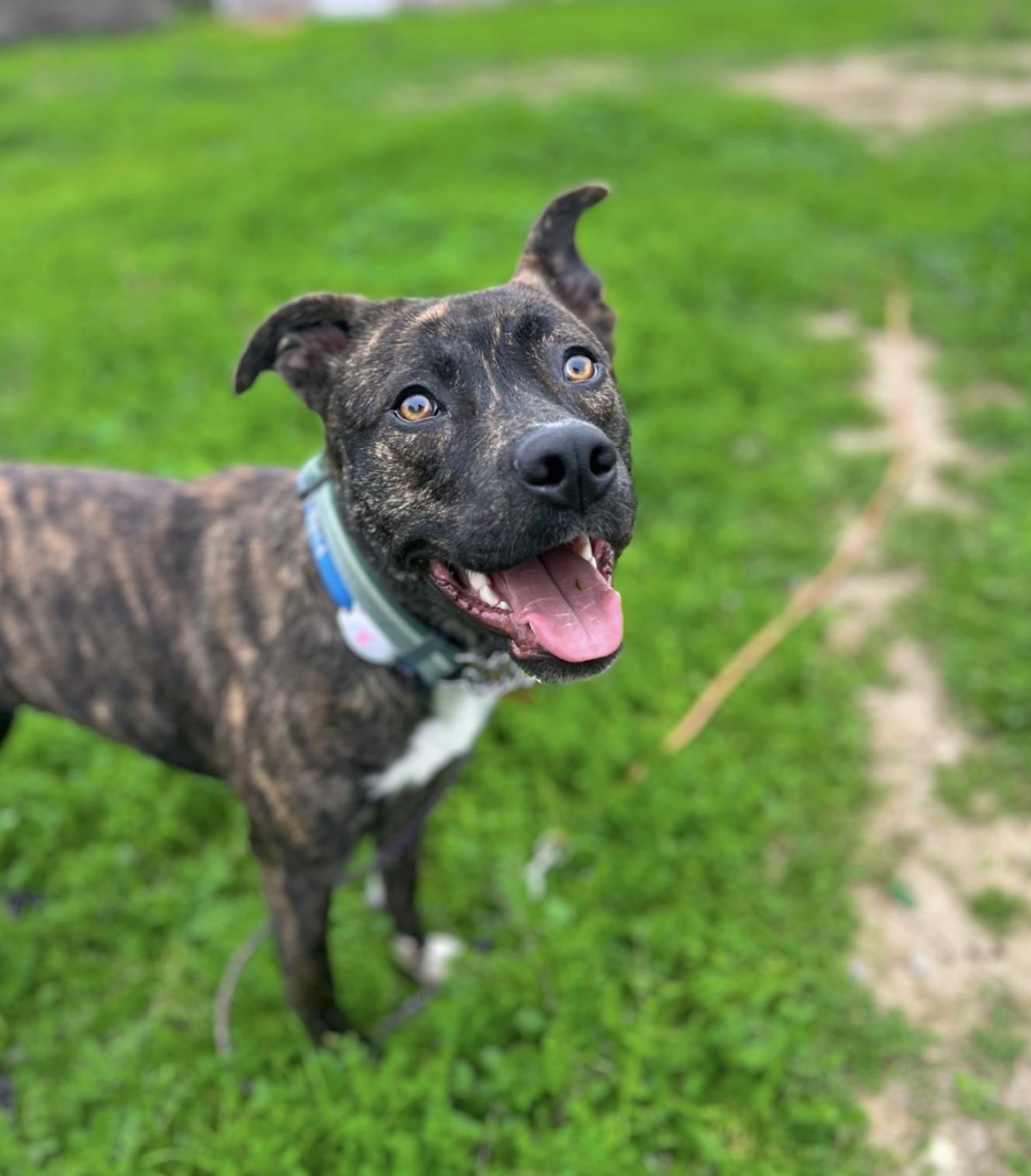 Roo, Adoptable, Young Female Shepherd.