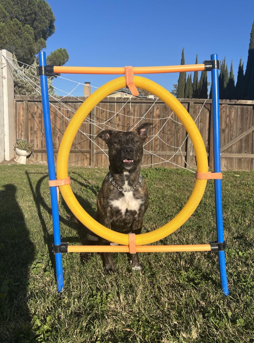 Enlarge Roo, a Adoptable mixed breed in Tracy, CA image 3/5