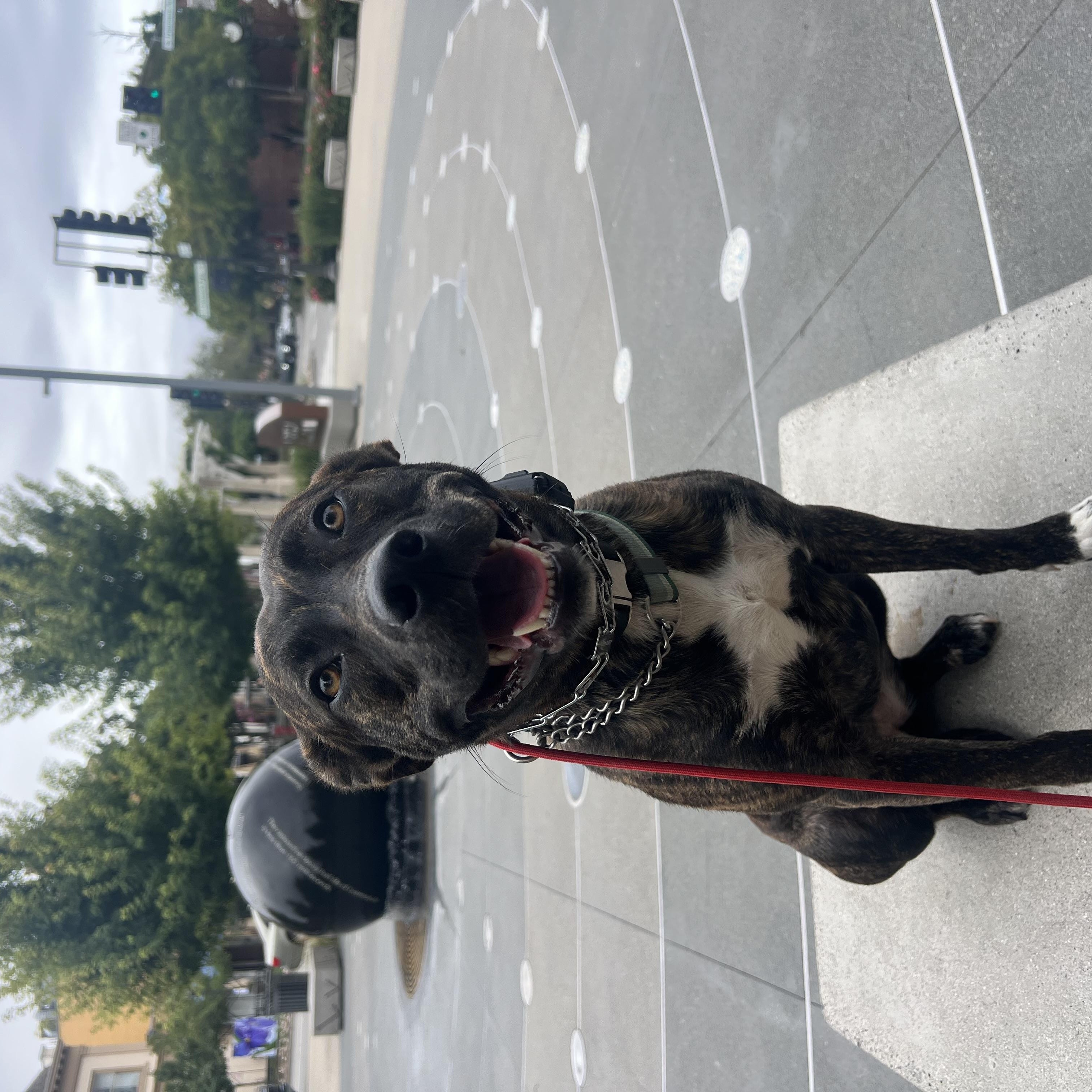 Enlarge Roo, a Adoptable mixed breed in Tracy, CA image 5/5