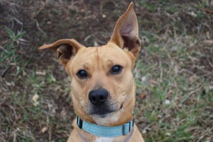 Enlarge Emmett, a Adoptable mixed breed in Kansas City, MO image 1/3