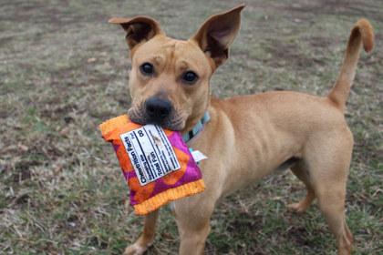 Enlarge Emmett, a Adoptable mixed breed in Kansas City, MO image 2/3