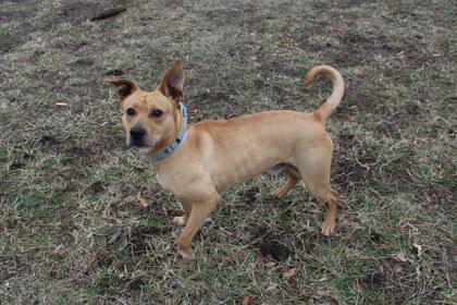 Enlarge Emmett, a Adoptable mixed breed in Kansas City, MO image 3/3