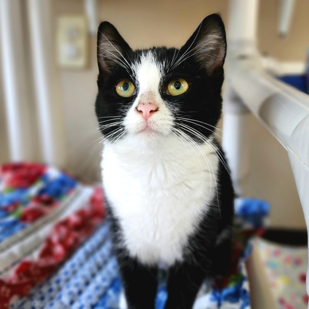 Garland, Adoptable, Young Female Domestic Short Hair.