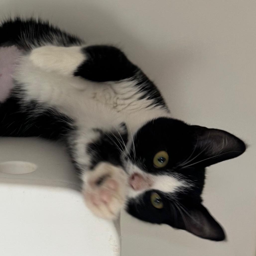 Garland, Adoptable, Young Female Domestic Short Hair.