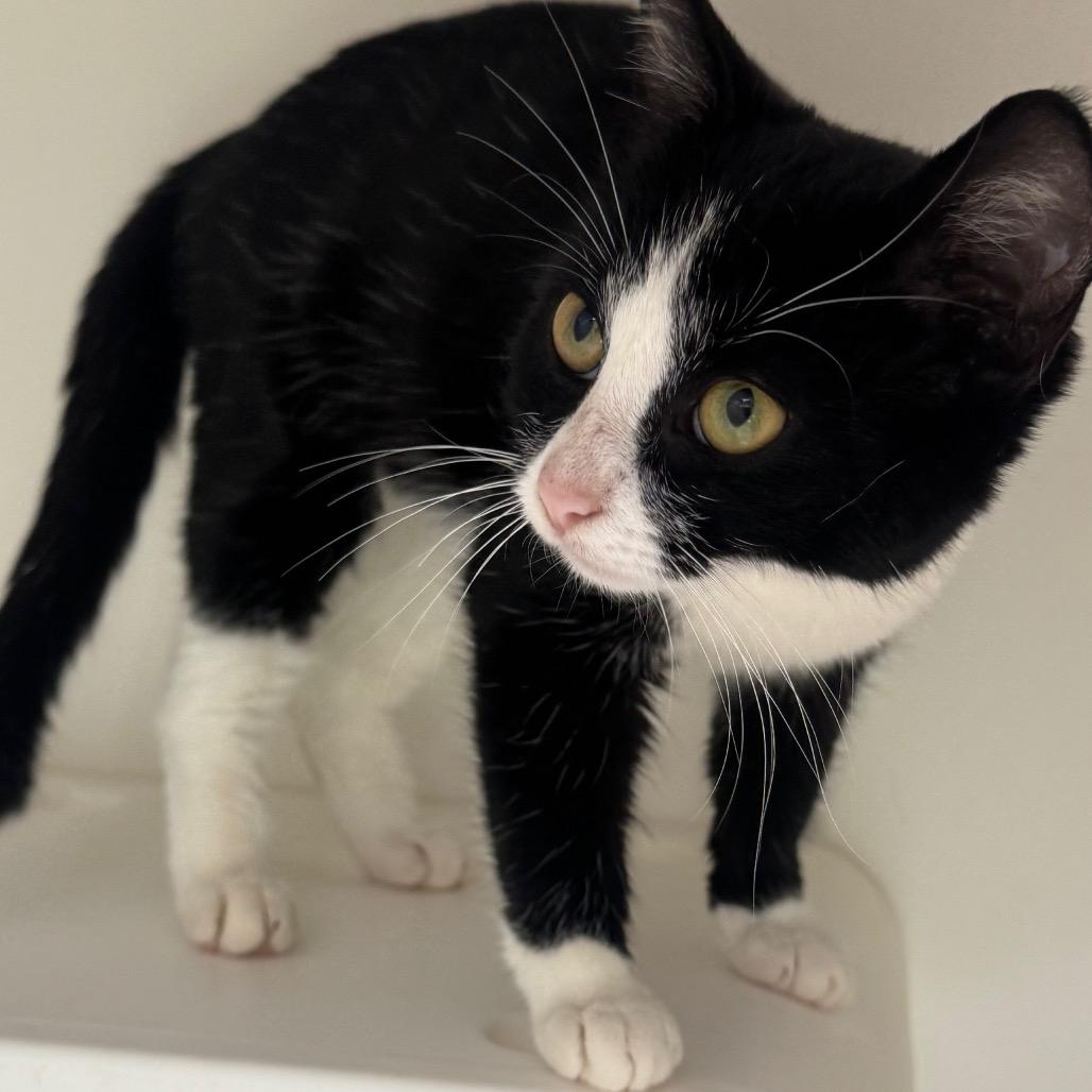 Enlarge Garland, a Adoptable Domestic Short Hair in Columbus, NC image 2/6