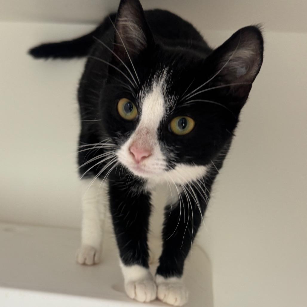 Enlarge Garland, a Adoptable Domestic Short Hair in Columbus, NC image 5/6