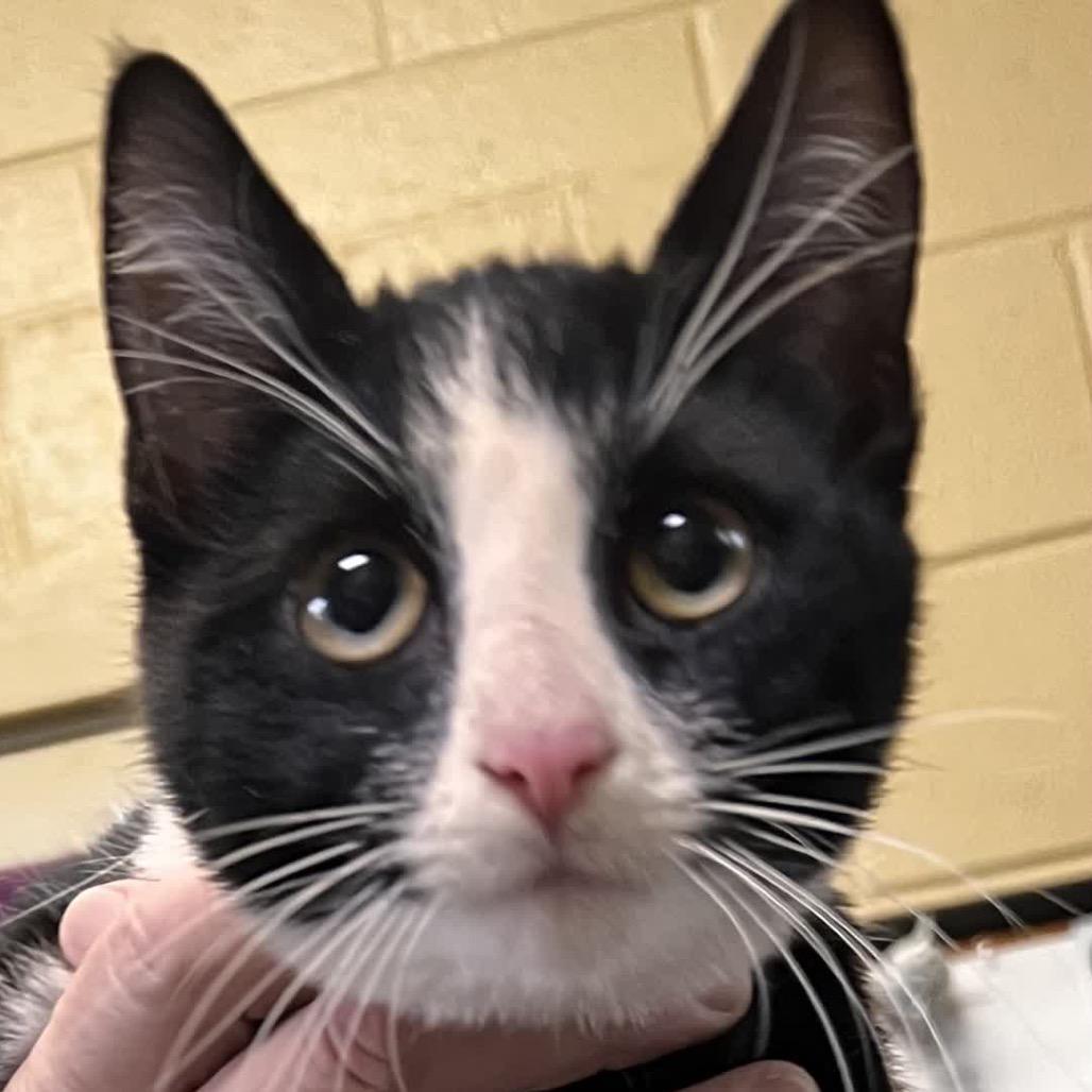 Enlarge Garland, a Adoptable Domestic Short Hair in Columbus, NC image 6/6