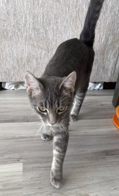 Jack, Adoptable, Young Male American Shorthair & Tabby.